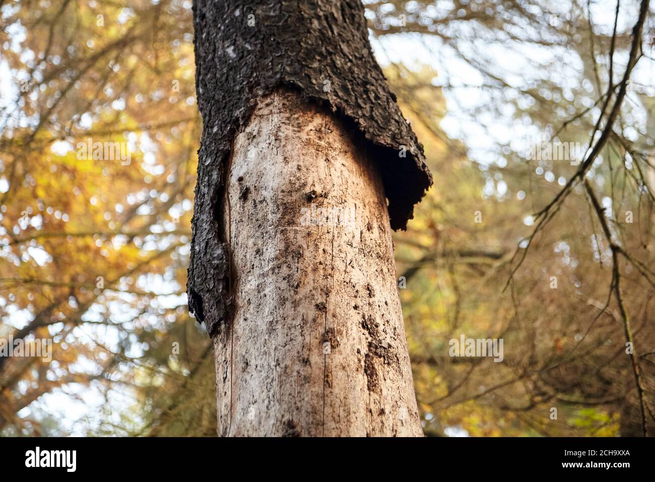 Dry trunk of spruce with exfoliating bark, Diseased fir tree damaged by bark beetle, nature, autumn forest Stock Photo