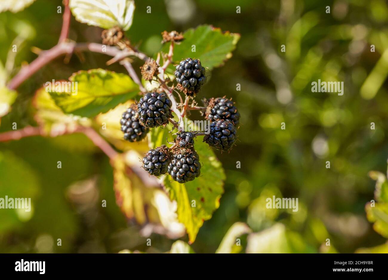 Blackberry plant spain hires stock photography and images Alamy