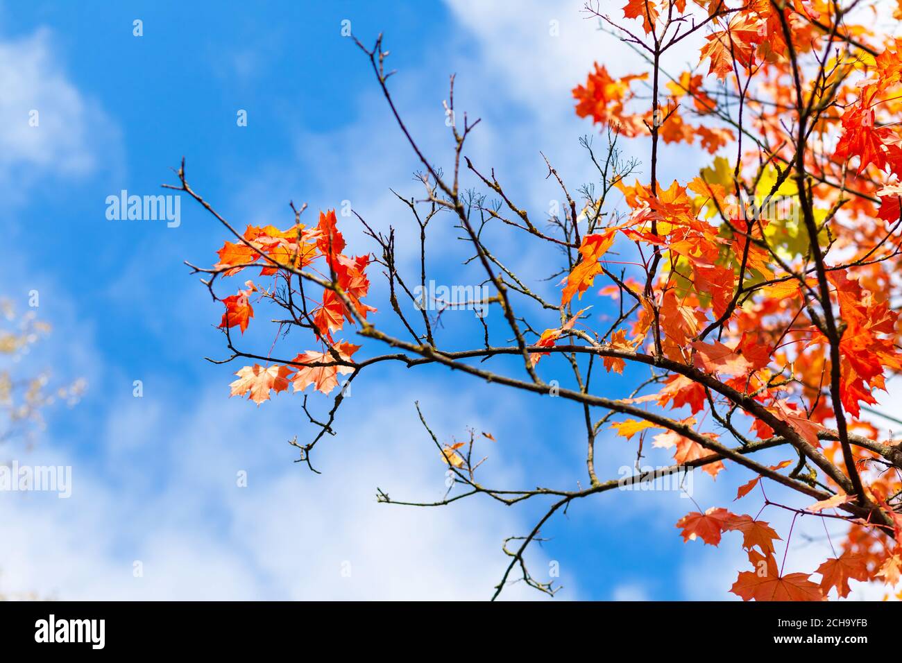 Branches of a tree with colorful maple foliage against a blue sky with ...