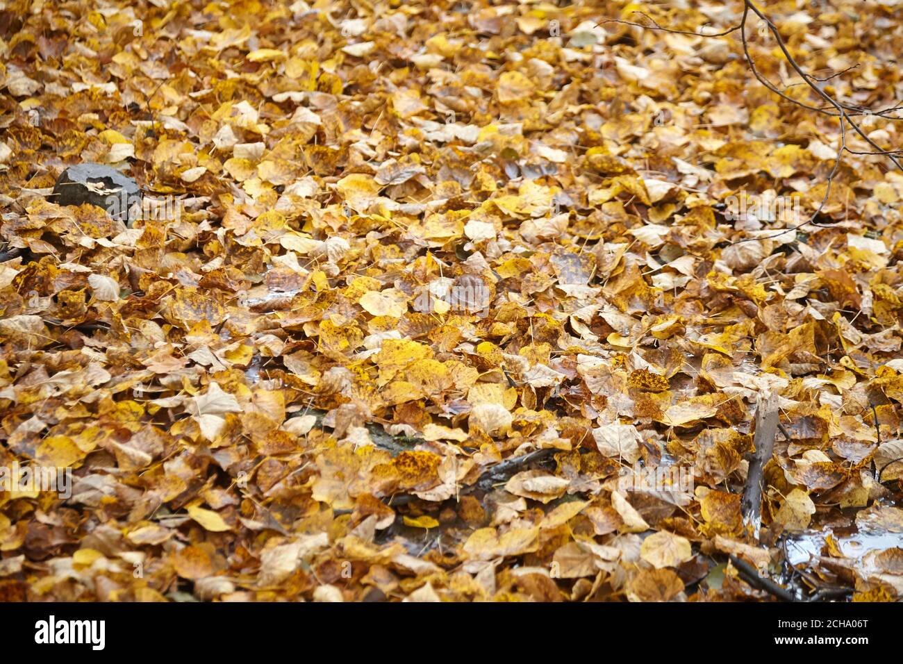 Dry yellow fallen leaves on the ground, autumn background Stock Photo ...