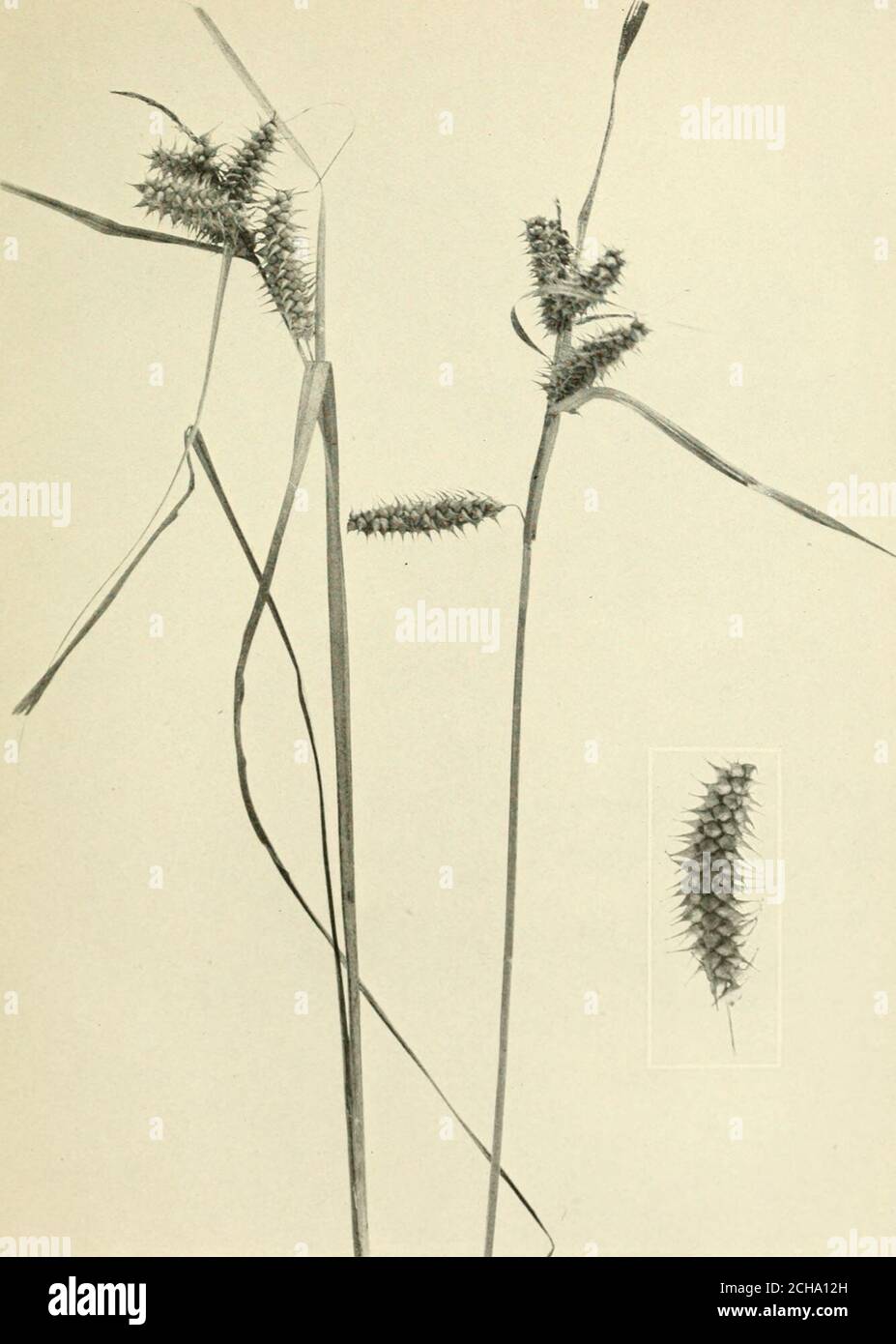 . The book of grasses : an illustrated guide to the common grasses, and the most common of the rushes and sedges . HOP SEI&gt;GE (Carcx Iseudo-Cypcrus). One half natural size. Iruit spike natural size. CARKX RKTROSA. Three quarters natural size. Spike natural size Stock Photo