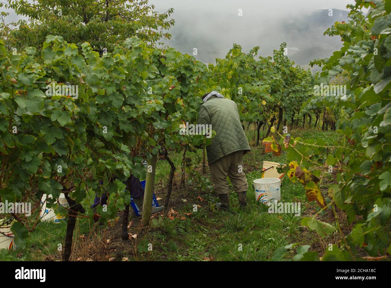 Operators in the grape harvest for the elaboration with traditional techniques of Txakoli white wine. Stock Photo