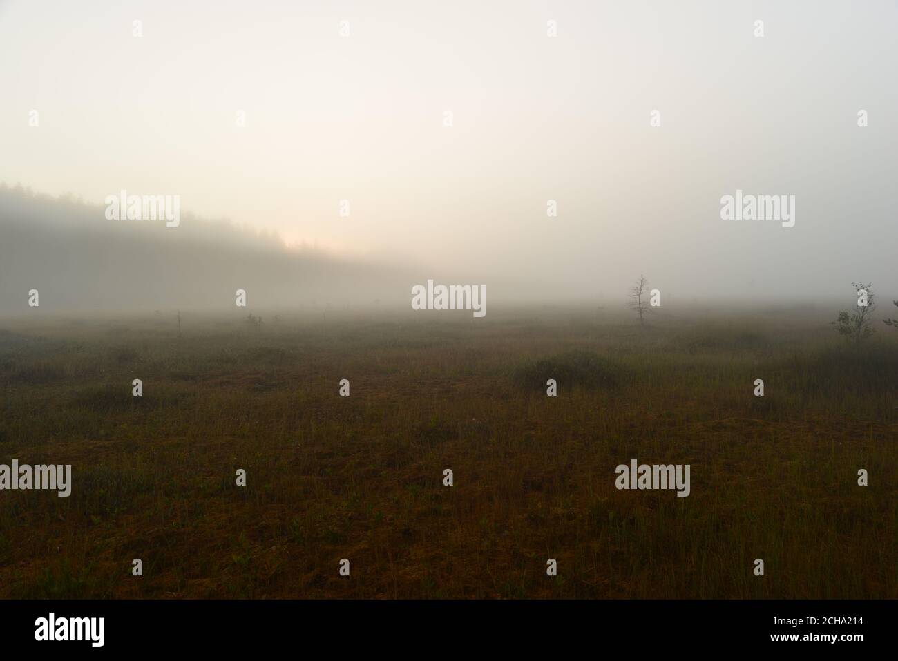 Sunrise in the dense fog of a forest swamp on a summer early morning ...