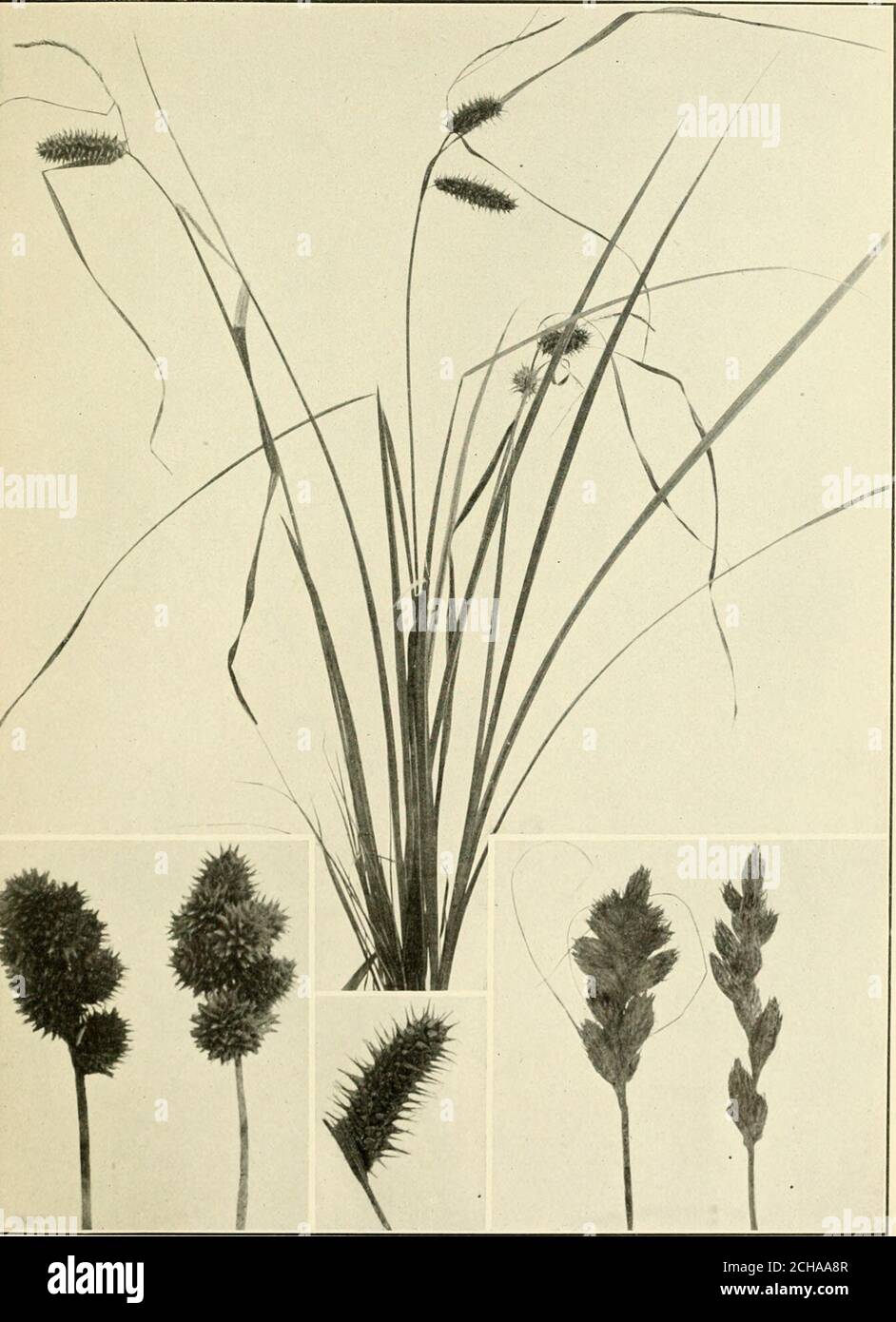 . The book of grasses : an illustrated guide to the common grasses, and the most common of the rushes and sedges . few-flowered, fertilespikes above which the nar-row staminate spike is borneon a slender stalk. The HopSedge {Carex lupulina) is stout,with broad, light green leavesand two to six densely floweredfertile spikes which are usuallysessile, though the lower spikeis often borne on a short ped-uncle. The Porcupine Sedge{Carex hystricina) bears nar-row, yellowish green leavesand one to four densely flow-ered pistillate spikes. Thelong, rough point of the scaleis a distinguishing feature Stock Photo