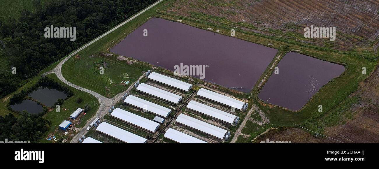 Hog farm carolina hires stock photography and images Alamy
