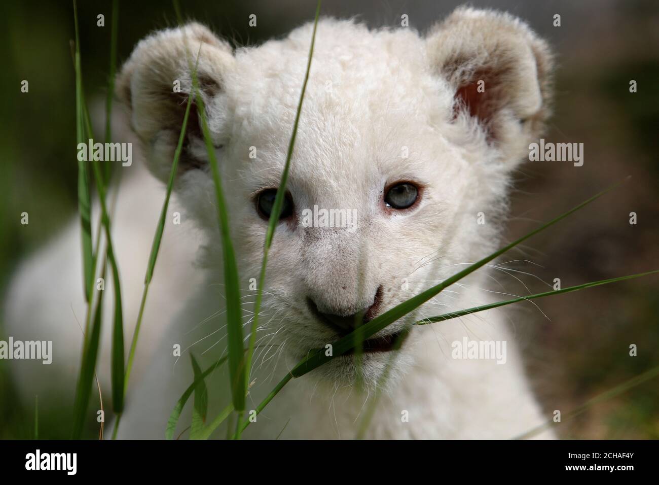 simba white lion simba white lion