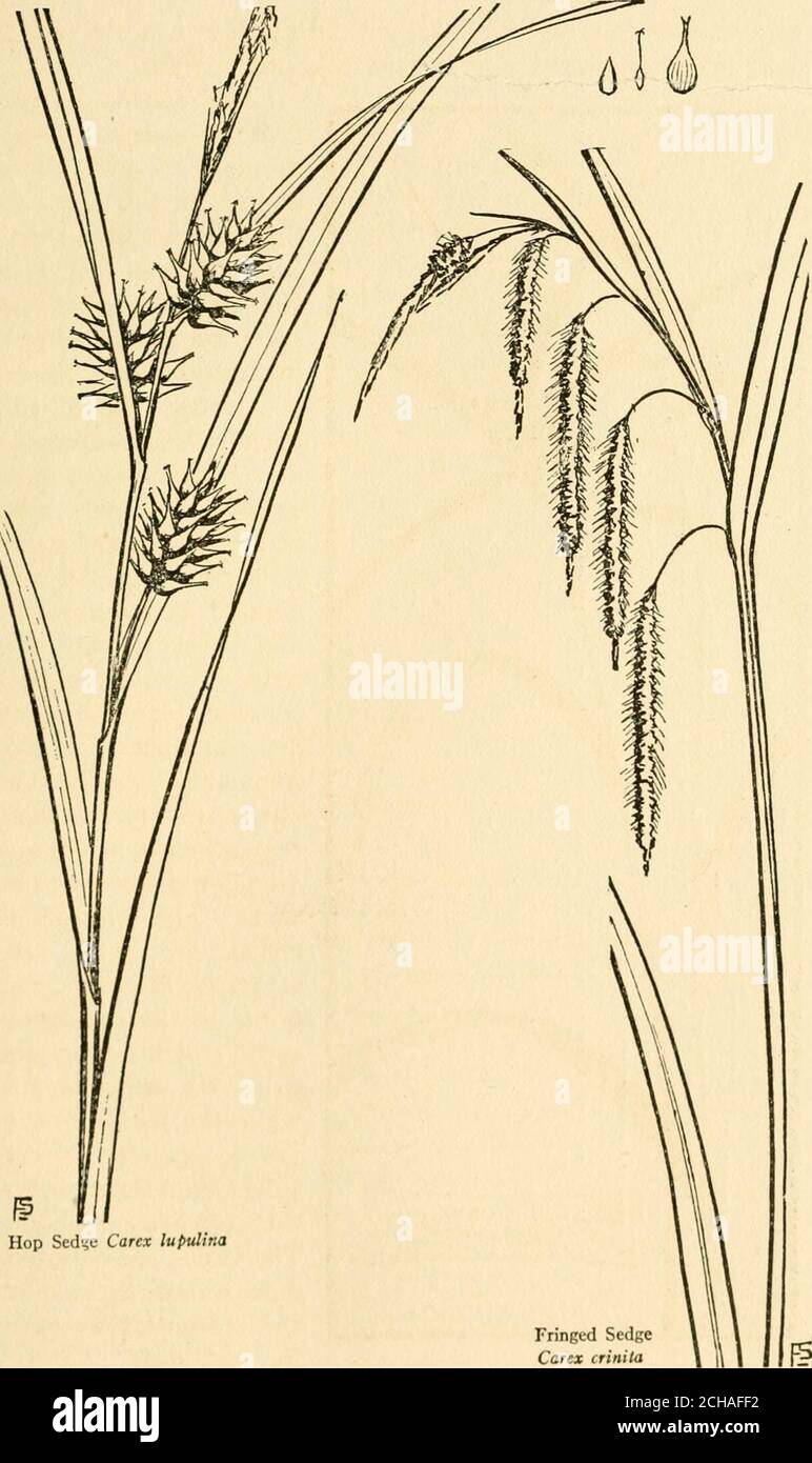 . The book of grasses : an illustrated guide to the common grasses, and the most common of the rushes and sedges . Hop Scd?c Carex lupidina 309 The Book of Grasses The most noticeable sedges of open marshes are the severalHop Sedges, blooming in early summer and bearing thick, oblongspiis.es ot inflated, light greenseed-pouches. Of the com-mon species the Bladder Sedge{Carex intumescens) is a slen-der plant with one to threeshort, few-flowered, fertilespikes above which the nar-row staminate spike is borneon a slender stalk. The HopSedge {Carex lupulina) is stout,with broad, light green leaves Stock Photo