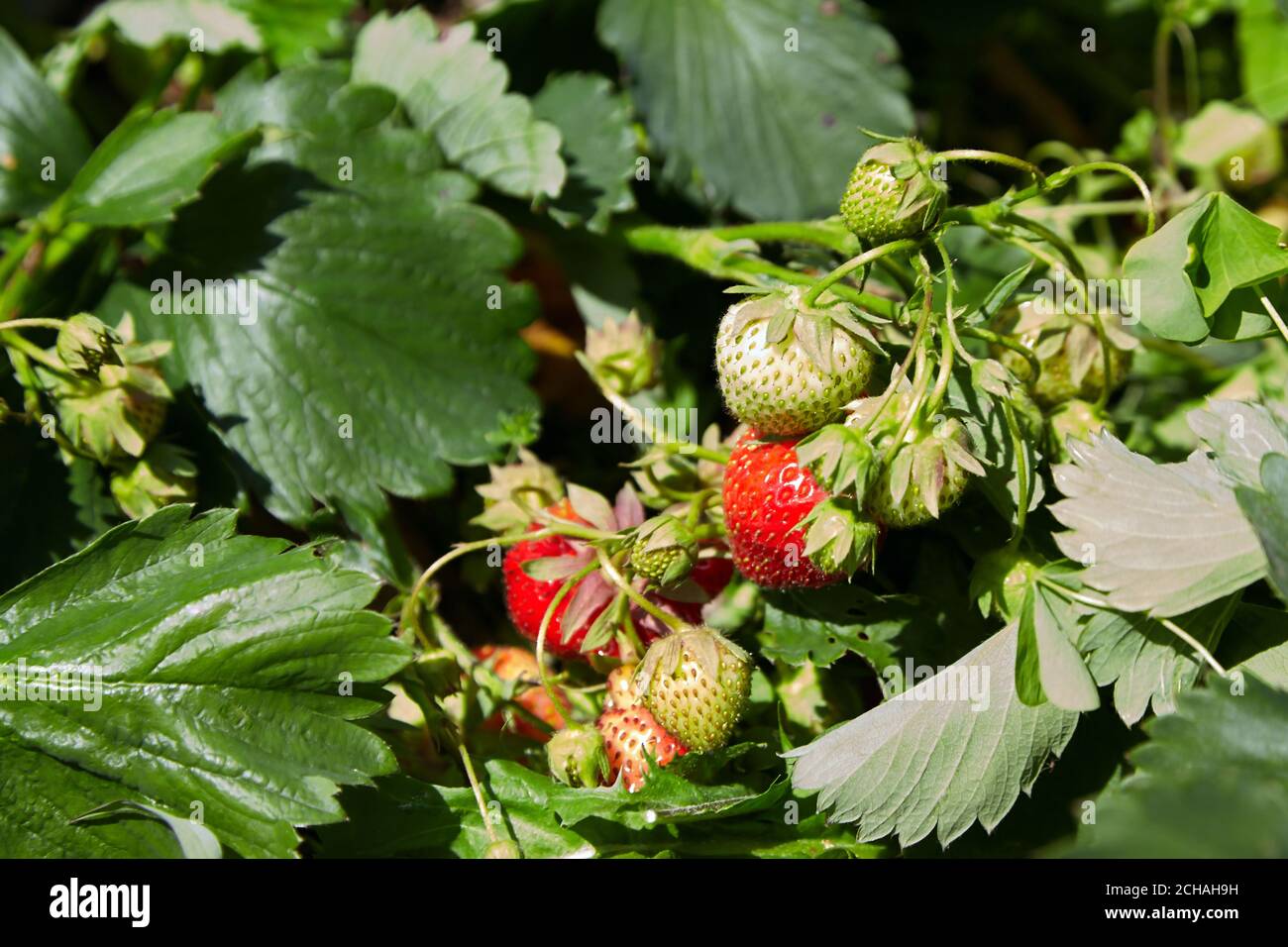 strawberry growing in the garden, natural organic food Stock Photo - Alamy