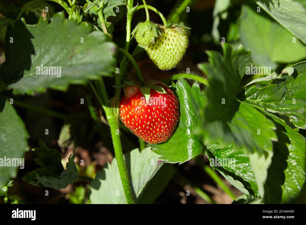 strawberry growing in the garden, natural organic food Stock Photo - Alamy