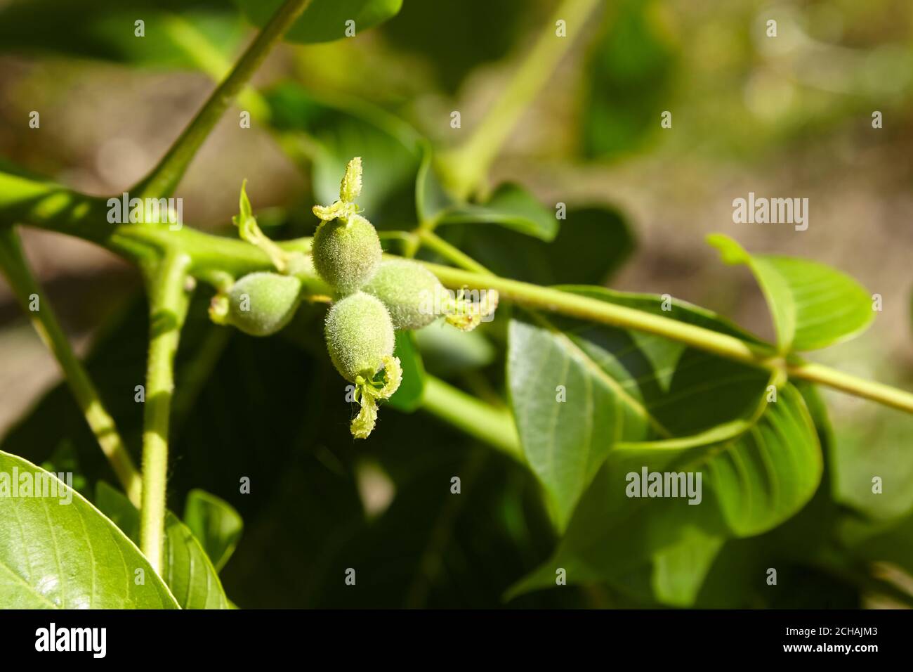 Green unripe walnuts growing on a tree Stock Photo