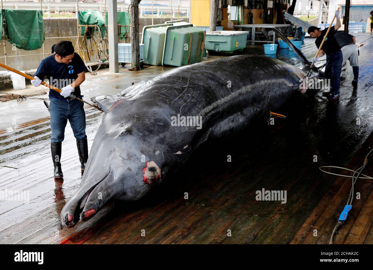 Workers Carve Into A Baird S Beaked Whale At Wada Port In Minamiboso Southeast Of Tokyo Japan July 18 2019 Reuters Kim Kyung Hoon Stock Photo Alamy