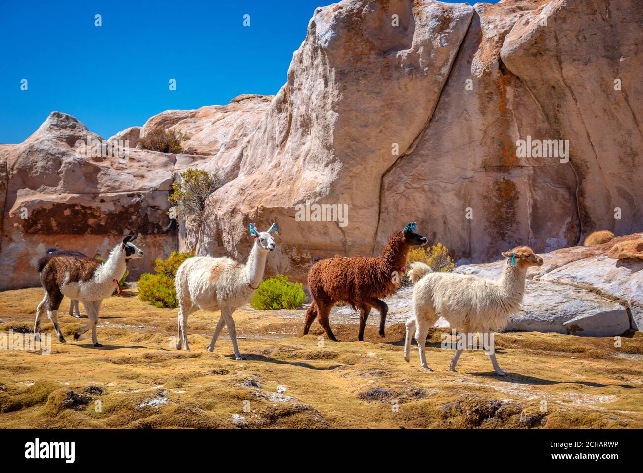 Domestic llamas grazing on the altiplano in Bolivia Stock Photo