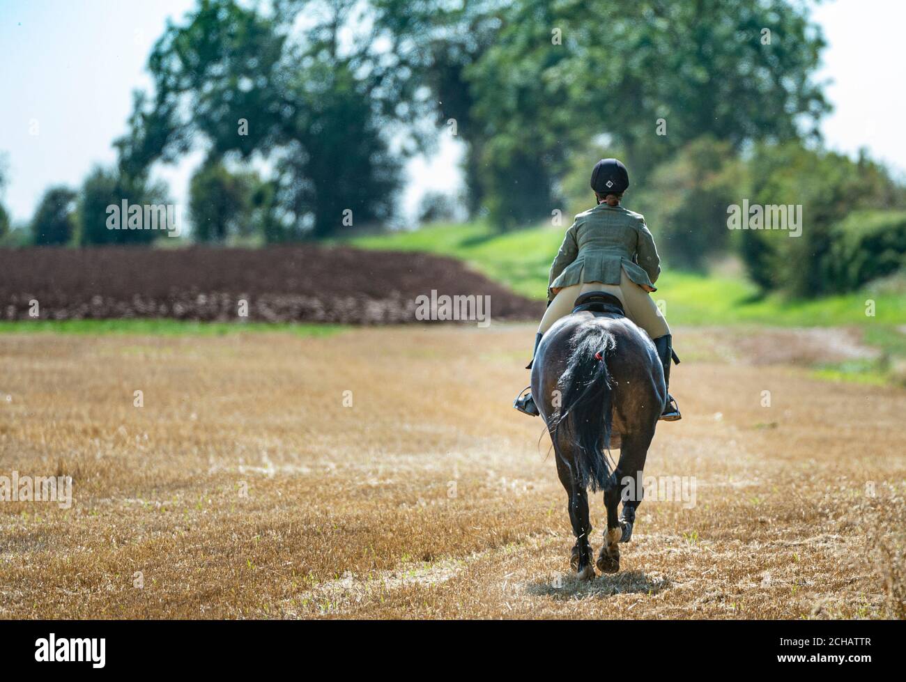A lady horse rider galloping across a stubble field on a hot summer’s afternoon Stock Photo