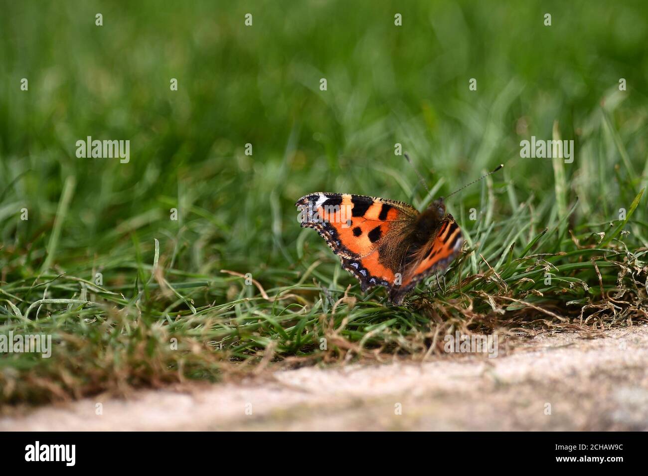 A general view of a butterfly on the pitch Stock Photo