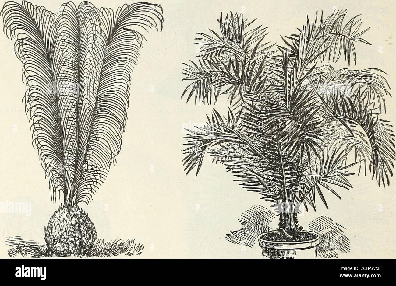 . John Saul's catalogue of plants for the spring of 1890 . WASHINGTONIA ROBUSTA. ARECA LUTESCENS. 56 JOHN SAULS DESCRIPTIVE CATALOGUE Each.*Trinax Argentea, a very beautiful dwarf Palm, leaves fan-shaped, very handsome..30 c, 50 c. to 1 00*Elegans, a dwarf Palm, leaves lan-shaped; itis an exceedingly beautiful plant...30 c, 50 c. to 1 00*Pandanus Utilis, screw Pines...25 cts.,50 cts. to 1 00*Ptychosperma Alexandrae, an extremely hand-some greenhouse Palm, destined to become Each. one of the most elegant species for cool housepurposes and the decoration of the flowergarden during the summer. Le Stock Photo
