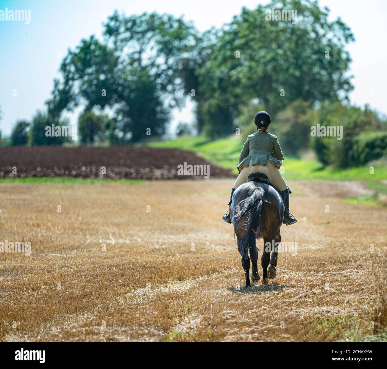 A lady horse rider galloping across a stubble field on a hot summer’s afternoon Stock Photo