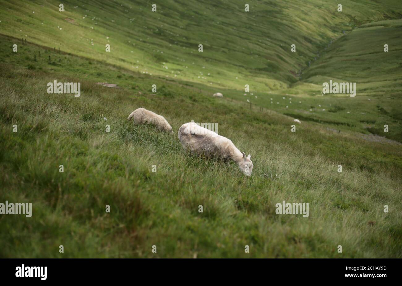 National sheep association hi-res stock photography and images - Alamy