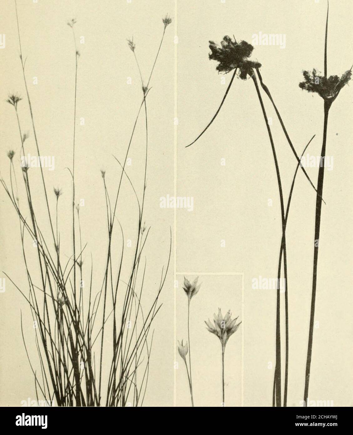 . The book of grasses : an illustrated guide to the common grasses, and the most common of the rushes and sedges . WHITE BEAKED-RUSH (Rytuhospora alba). Natural sizeSpikclets enlarged by two VIRGIXIAX COTTON-GRASS (Eriophorum virginicum).Natural size The Sedge Family Stock Photo