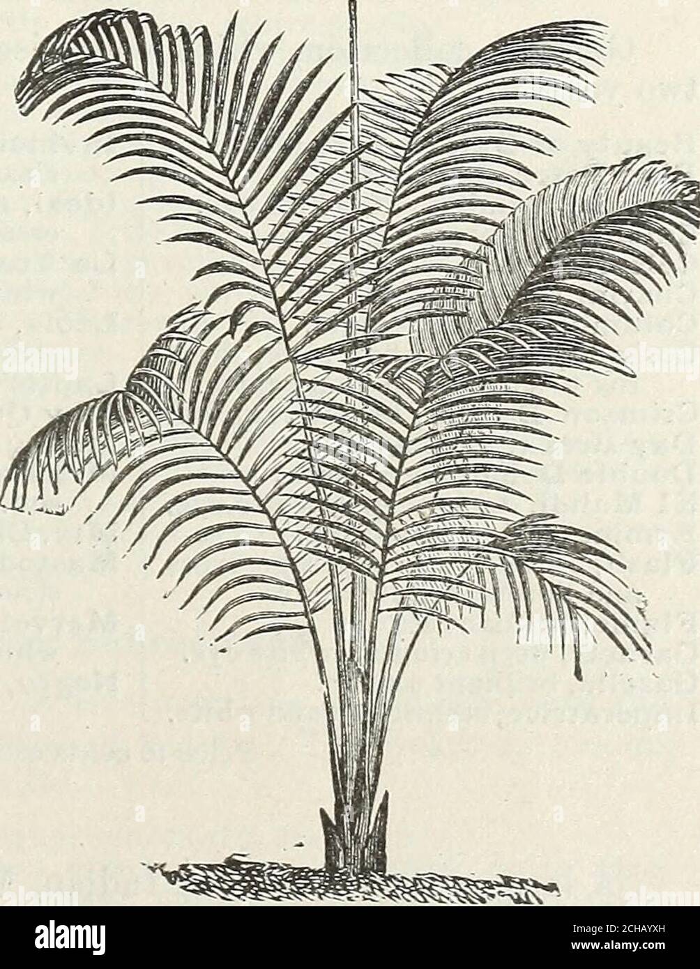 . John Saul's catalogue of plants for the spring of 1890 . WASHINGTONIA ROBUSTA. ARECA LUTESCENS. 56 JOHN SAULS DESCRIPTIVE CATALOGUE Each.*Trinax Argentea, a very beautiful dwarf Palm, leaves fan-shaped, very handsome..30 c, 50 c. to 1 00*Elegans, a dwarf Palm, leaves lan-shaped; itis an exceedingly beautiful plant...30 c, 50 c. to 1 00*Pandanus Utilis, screw Pines...25 cts.,50 cts. to 1 00*Ptychosperma Alexandrae, an extremely hand-some greenhouse Palm, destined to become Each. one of the most elegant species for cool housepurposes and the decoration of the flowergarden during the summer. Le Stock Photo