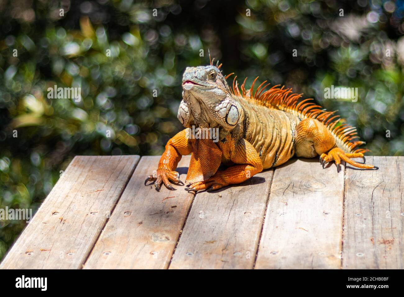 Resting in the sun - Iguana lounging in the sun Stock Photo