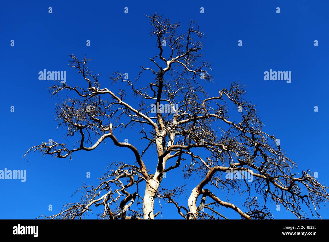 Top of a dry tree with clear blue sky Stock Photo Alamy