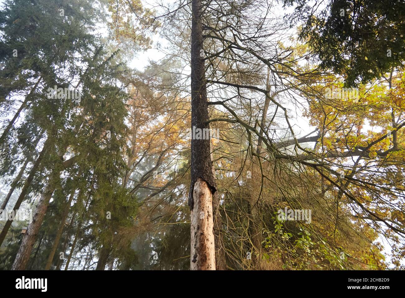 Dry trunk of spruce with exfoliating bark, Diseased fir tree damaged by bark beetle, nature, autumn forest Stock Photo
