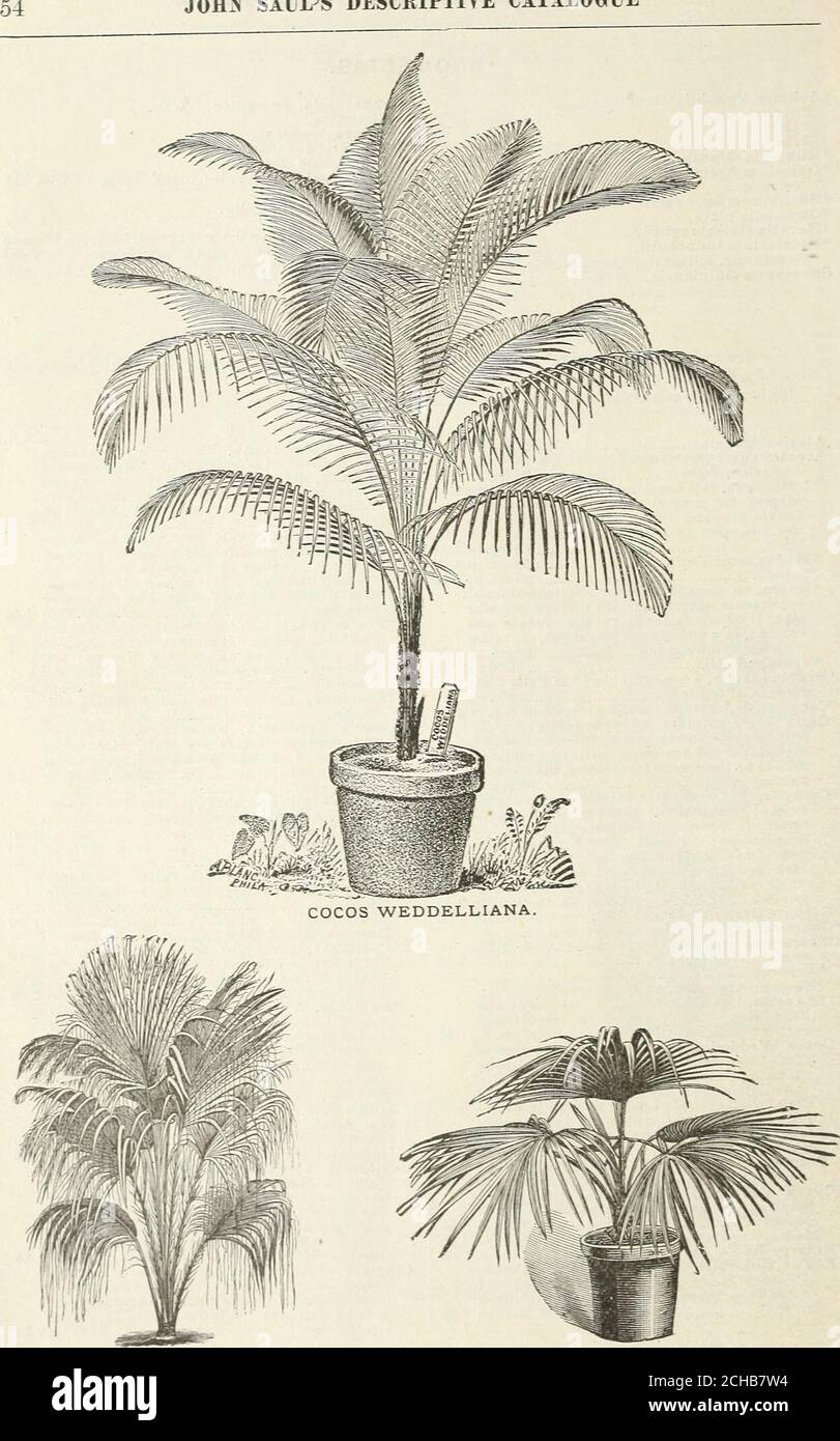 . John Saul's catalogue of plants for the spring of 1890 . ne for decoration,being very graceful 25 cts., 50 cts., $1.00 to 2 00 *Rupicola, this is one of the most exquisitelygraceful amongst Palms, and in elegance takesa similar place to that of Cocos Weddelliana.It is of acaulescent habit, with wide-spreadingarching pinnate leaves ; a most valuable acqui-sition 25 cts., 50 cts., to 1 50 Spinulosa Tenuis *Sabal Adansonii (palmetto), a prettv dwarf Palm 50 cts. to 1 50 Umbraculifera 50 cts. to 1 50 *Seaforthia Elegans, this is a most gracefulPalm eminently adapted for the decoration ofthe gree Stock Photo