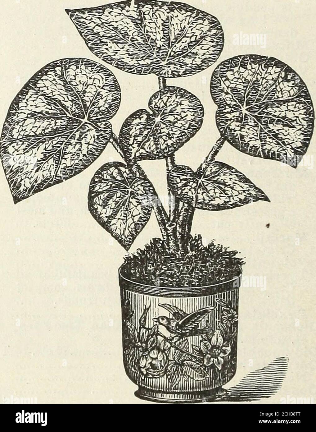 . John Saul's catalogue of plants for the spring of 1890 . spitosa Cylindraceus l 50 Sinuatus, free bloomer 50 Texensis, floweis yellow, fruit bright red 50 Wislizenii (Fish-hook Cactus) 1 00 Echinocereus Berlandieri, flowers purple, dwarf 50 Ccespitosus, flowers crimson-purple pectinatus, free bloomer pancupina procumbens, purple flowerspolycephalus Mamillaria Grahami. 50 50 cts. to 1 00 BEGONIAS. Varieties of dwarf growth, cultivated chieflyfor their beautiful foliage. Principally of theEex type. Begonia, W. E. Gumbleton, a beautiful hybridbetween Rex and Discolor. 25 cents. Bettine Rothschi Stock Photo