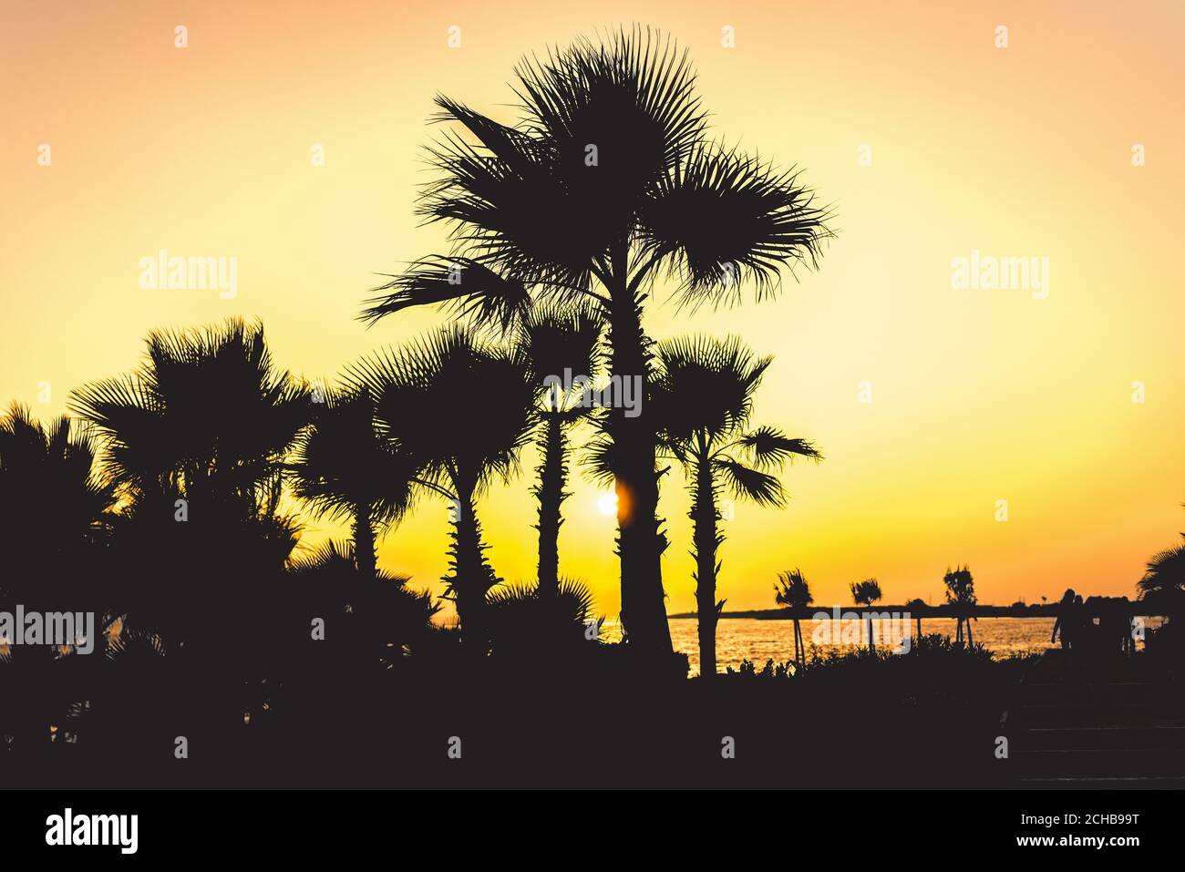 Page 2 Palm Trees At The Seaside At Sunset High Resolution Stock Photography And Images Alamy