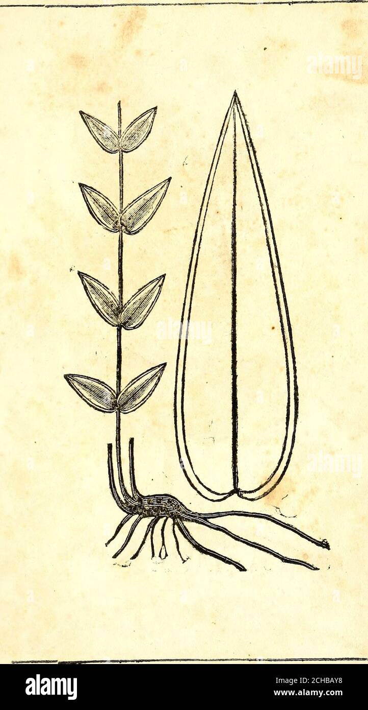 Indian snake root hi-res stock photography and images - Alamy