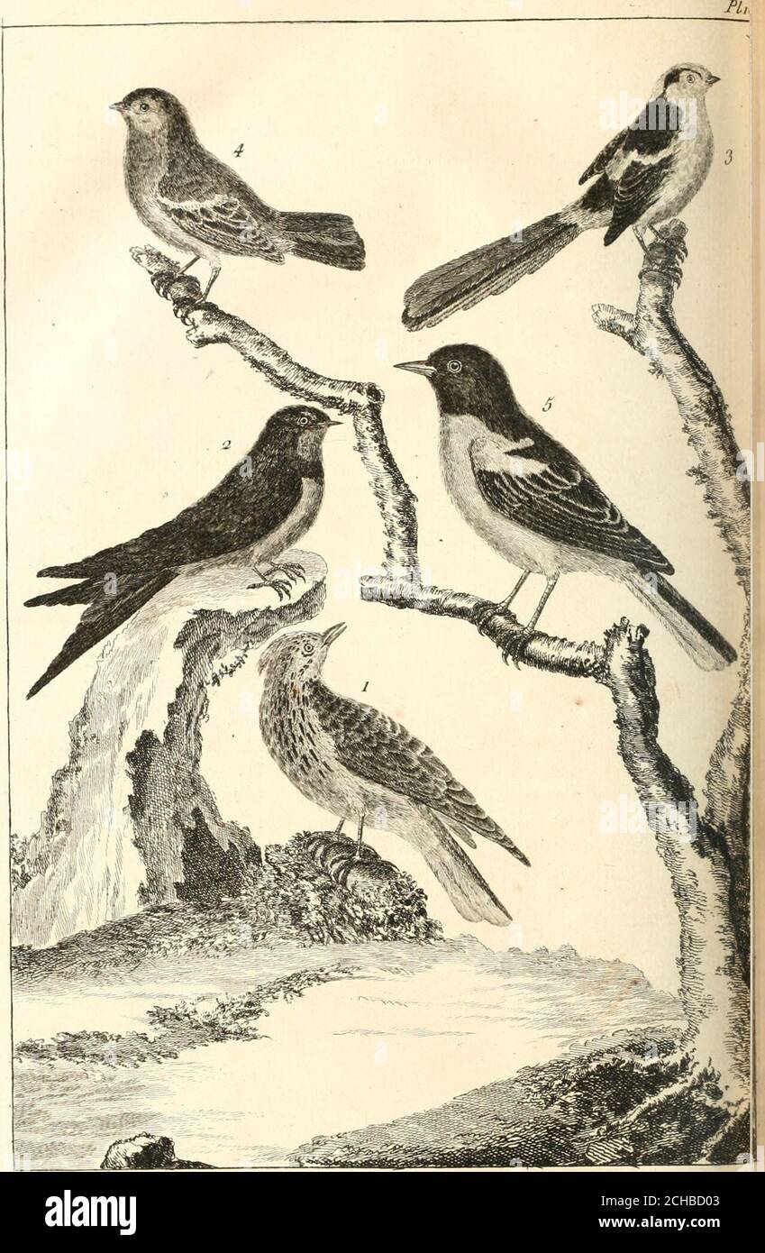 . L'histoire naturelle, éclaircie dans une de ses parties principales, l'ornithologie, qui traite des oiseaux de terre, de mer et de riviere, tant de nos climats que des pays étrangers . te &: le dos cendrés,ou blanchâtres ; cependant le dos eft verdâtre vers le croupion ;le bas du ventre blanc ; le front blanchâtre ; une ligne largenoire , qui du bec paife par les yeux aux oreilles ; une tacheblanche au deiîus des yeux dans le mâle ; la gorge &; le cou endeflous dun blanc très légèrement jaunâtre; toutes les grandes Elûmes des ailes brunes , fans taches ; les plumes de la queuerunes depuis le Stock Photo