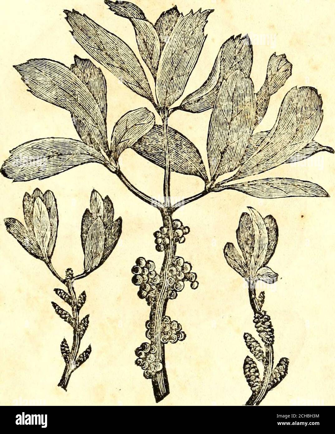 . An improved system of botanic medicine; founded upon correct physiological principles; embracing a concise view of anatomy and physiology; together with an illustration of the new theory of medicine . Lobelia, Emetic herb, Emetic weed, Indian Tobacco, Eyebright, Puke weed, &c. See page 334. MYRICA CERIFERA.. Candle Berry, Wax Myrtle, Sweet Gale, Wax Berry. See page 339. 59 NYMPHA ODOR ATA. Stock Photo