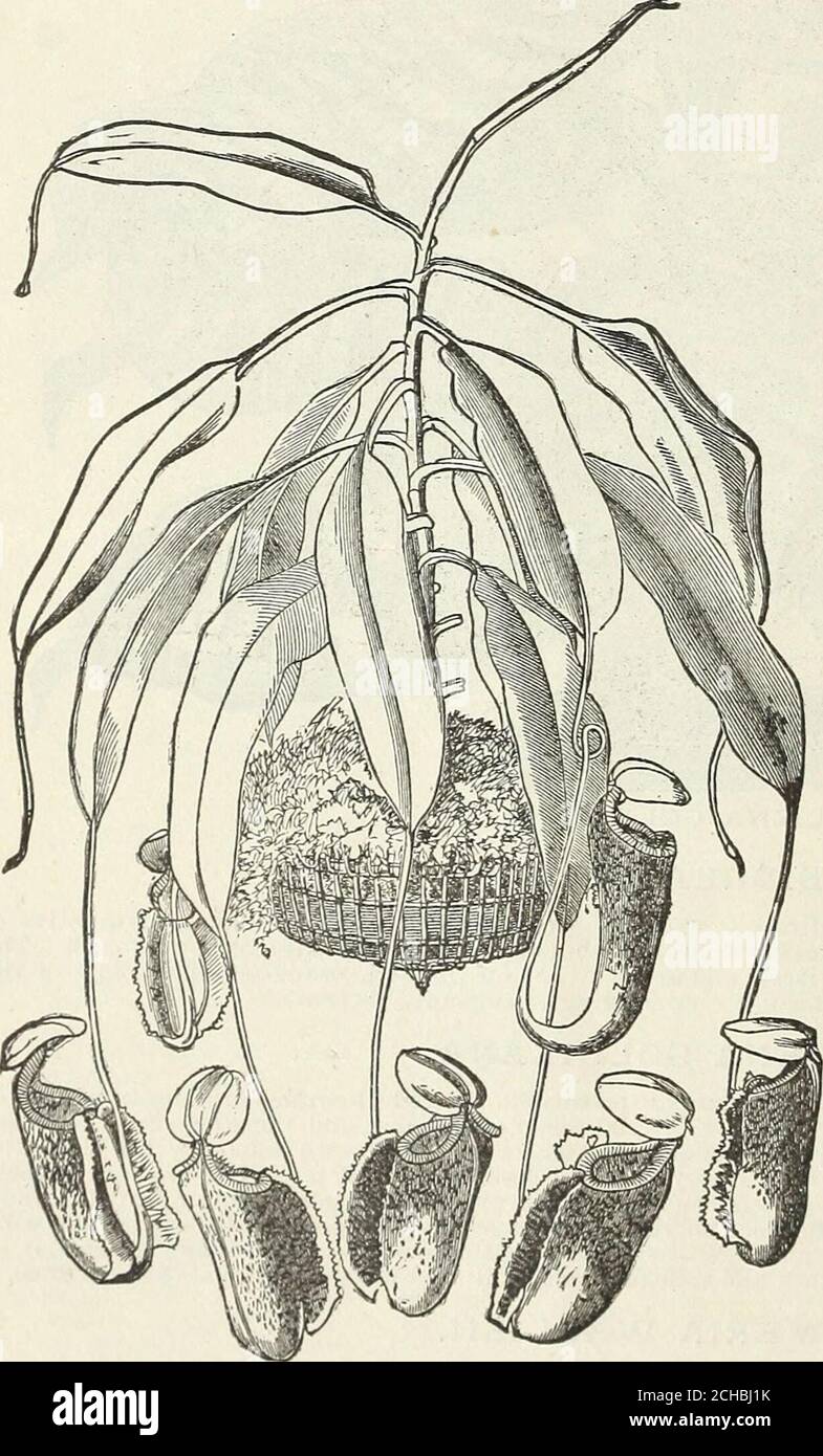 . John Saul's catalogue of plants for the spring of 1890 . shrub of remarkably striking appearance, with recurved foliage and large globularheads of flowers like those of an Ixora, but of pink color. The plant was introduced from Costa Rica by the lateM. Endres. 30 cents. NEPENTHES, PITCHER PLANT. Each.♦Nepenthes, Amabilis, this is a hybrid betweenN. Hooker ii and N.Ratflesiana, partaking chieflyof the former named parent, but the markingsare much richer, the mouth having broad richcrimson stripes or rings, beautifully mottled,with a large good-shaped lid; the plant is ofgood habit, producing Stock Photo