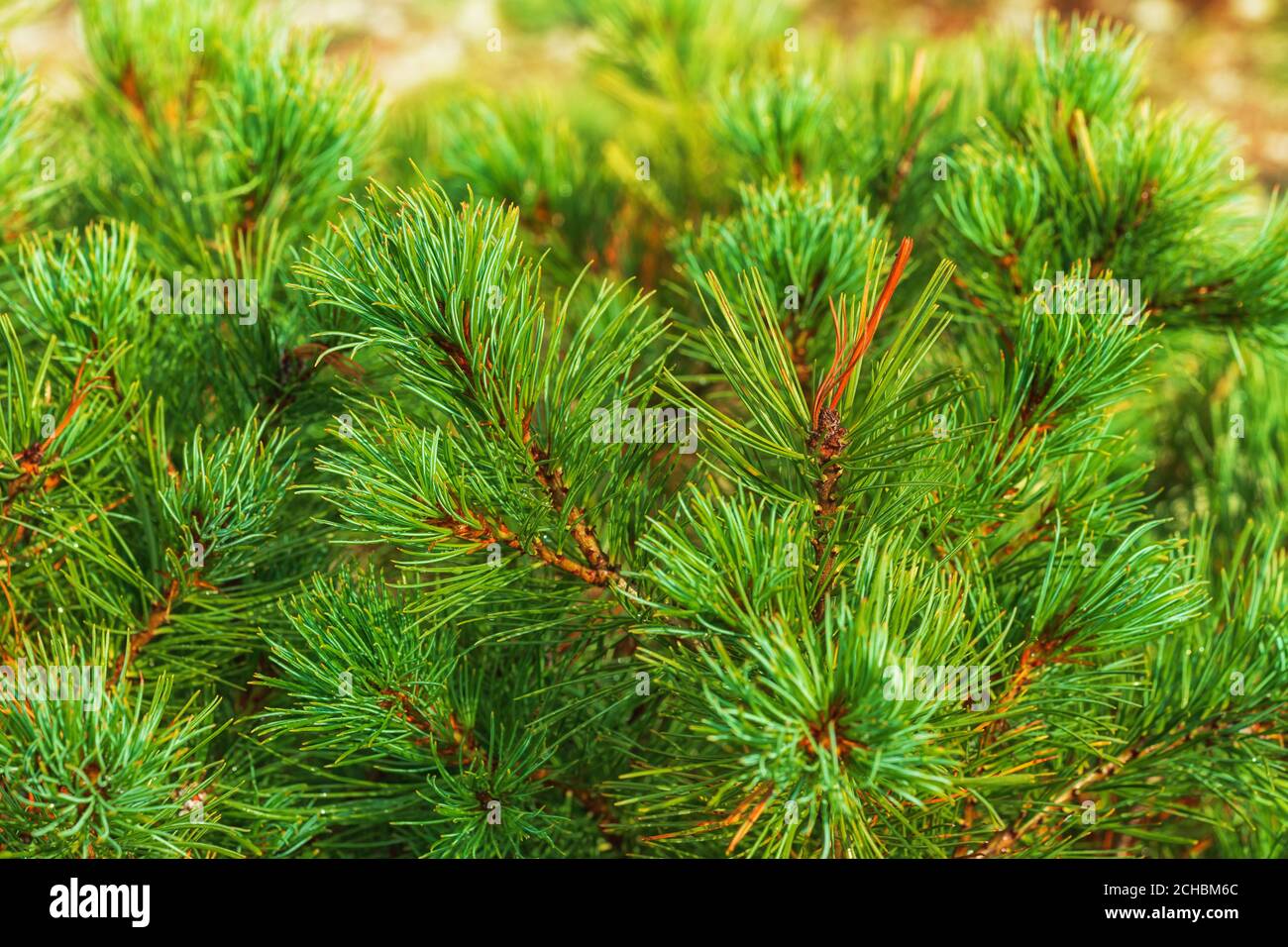 Needles of bush Japanese Stone Pine Pinus Pumila. Natural medicinal plant used in traditional and folk medicine. Christmas mood. Close-up view Stock Photo