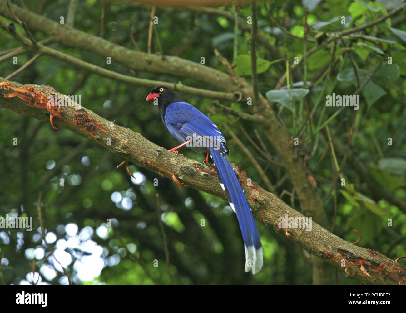 Taiwan Blue Magpie Stock Photo