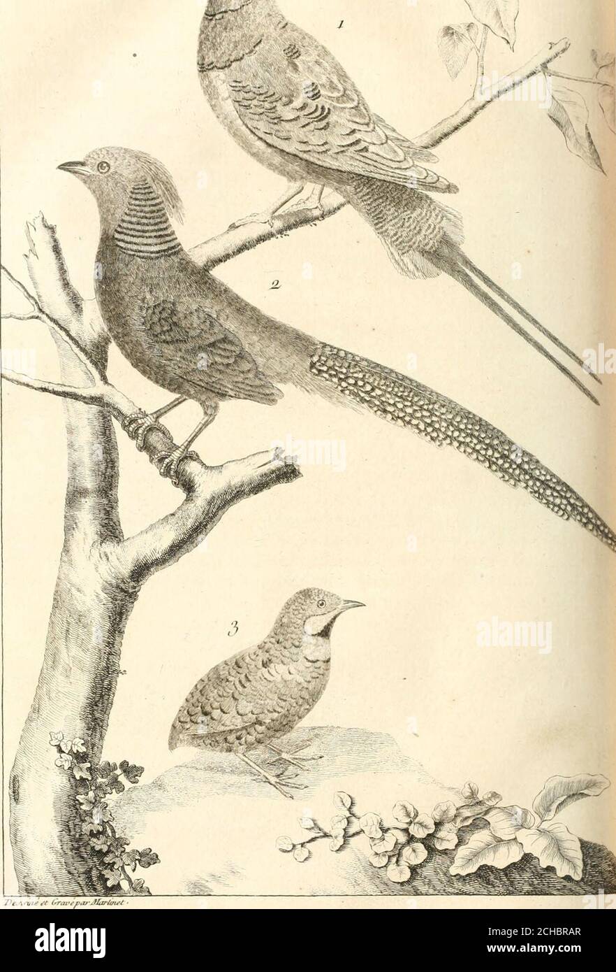 . L'histoire naturelle, éclaircie dans une de ses parties principales, l'ornithologie, qui traite des oiseaux de terre, de mer et de riviere, tant de nos climats que des pays étrangers . lle pas Ortygometra , parce quil fercde guide aux Cailles , mais parce quil eft plus grand que lesCailles , 6c comme leur mère. Article Quatrième.De la Volaille qui na point de doigt pojlincur. 1°. LOi &gt;UTARDE, Otis feu Tarda avisAldrovandi,^^^Synopf.Elle fe diftingue fuffifamment de tous les autres Oifeaux de cegenre , par fa grandeur remarquable , qui égale celle du CoqdInde , & en ce quelle na que trois Stock Photo