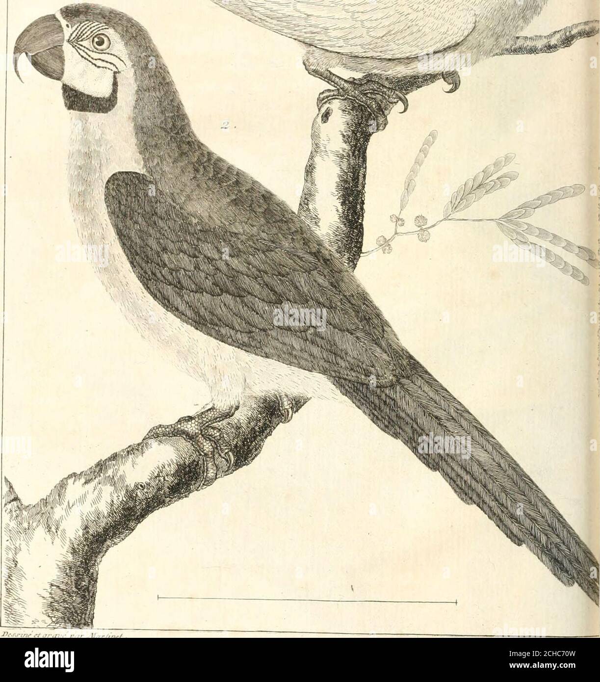 . L'histoire naturelle, éclaircie dans une de ses parties principales, l'ornithologie, qui traite des oiseaux de terre, de mer et de riviere, tant de nos climats que des pays étrangers . I^es-^tne ei.fr,zi:-/nir ^Uarli^i^/ . ■-,rTTT«rr. /. C /(iCdh ()rs 11 . .7/7VAr nfr/( DEsOlSEAUX. 71 Article Cinquième. Des petits Perroquets de Marcgrave , que les Brafillensappellent Tui , & les Anglais Parrakeets. 1°. J-jE premier eft de la grandeur dune Hirondelle; fa couleureft totalement verte ; fon bec eft noir. i°. Le Tui Apute juba. Il eft pareil au premier, & il a lamême couleur aux plumes des ailes Stock Photo