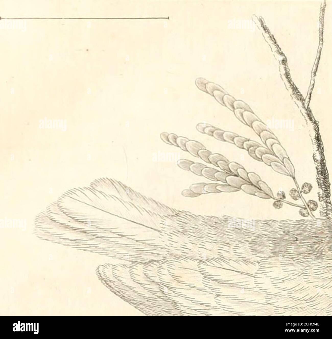 . L'histoire naturelle, éclaircie dans une de ses parties principales, l'ornithologie, qui traite des oiseaux de terre, de mer et de riviere, tant de nos climats que des pays étrangers . J ■ L 07y . 9. .Po7^hijau^ jaune . 3 , Peryniche- a Collier. Stock Photo