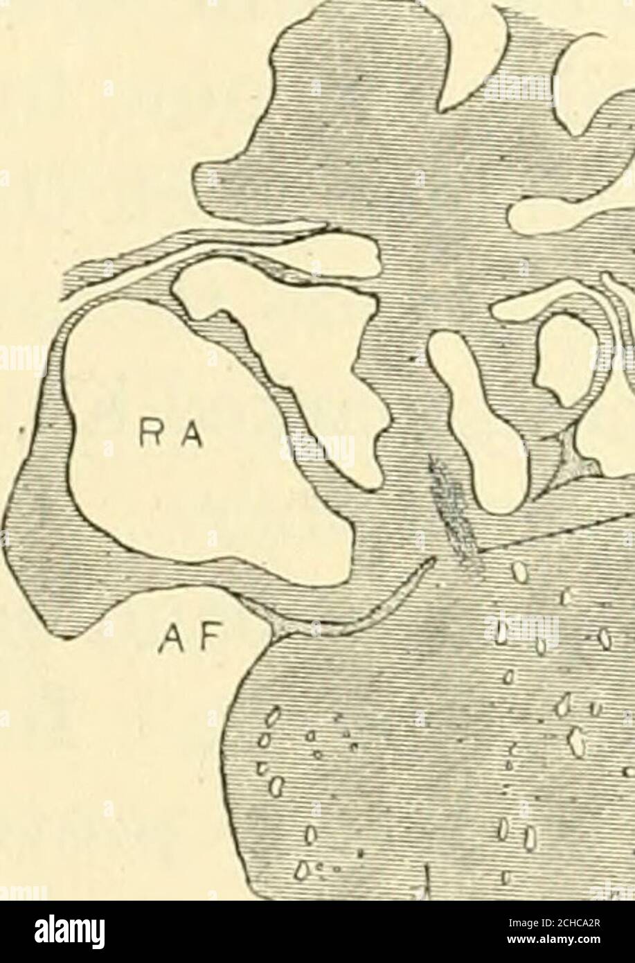 . The American journal of anatomy . 30 Fig. 29 Coronal section to show the position of the atrio-ventricular muscle.Embryo 16 mm. long (No. 409). X 18. Fig. 30 Coronal section, well dorsalwards, to show the extension of the atrio-ventricular muscle to the coronary sinus. Embryo 15.2 mm. long (No. 423).X 15. The spaces around the bundle in embryos from 10 to 20 mm.long appear to continue in the adult; possibly they form the bursaof the bundle described by Curran38 and the spaces which encirclethe Purkinje fibers. Brilliant injections of these have been madeby Lhamon.36 In an embryo 34 mm. long, Stock Photo