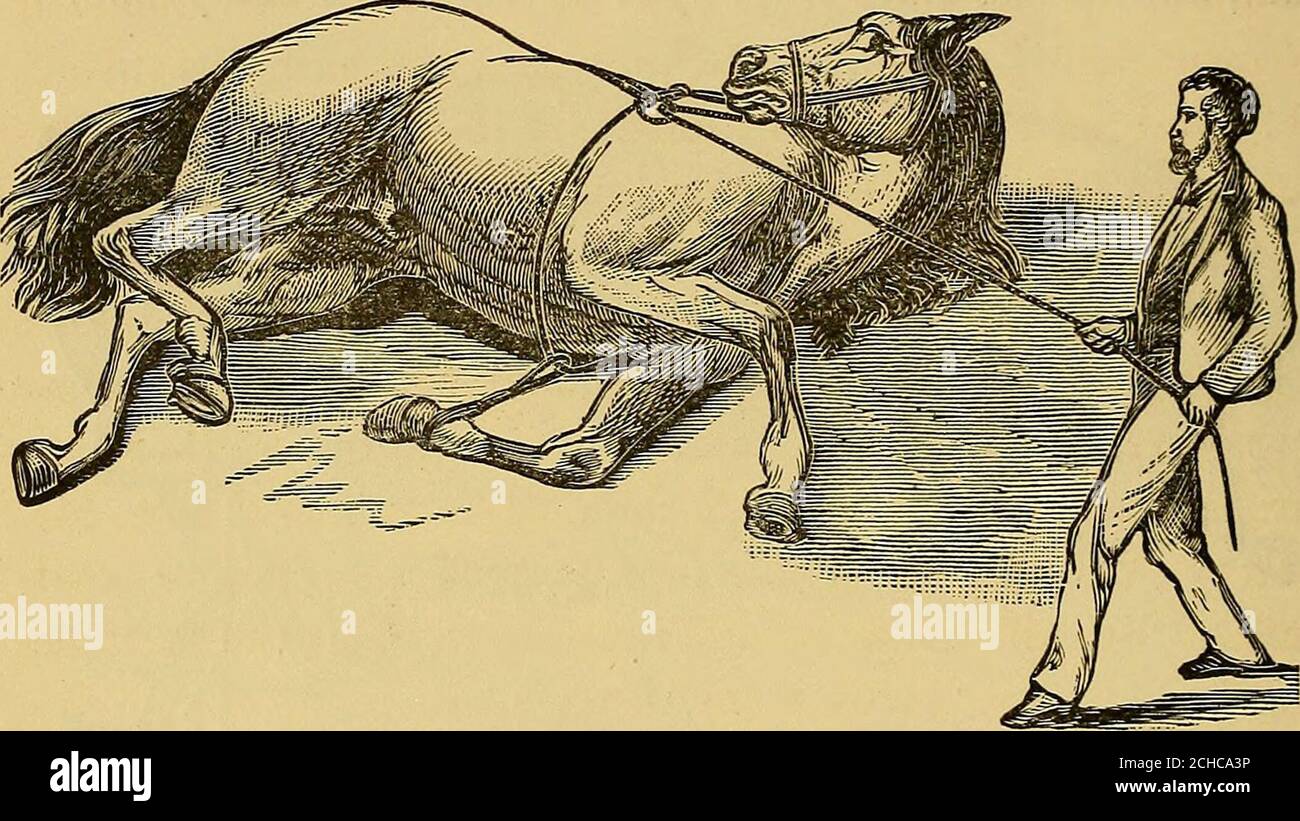 The art of taming and educating the horse .. . , great capacity for  pro-longed resistance. (I give a sketch of his head, drawn un-der my  direction from memory, by J. C.