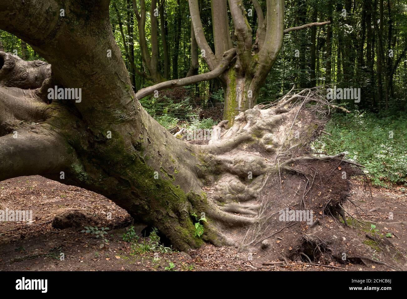 head beeches in the Waldau area in the Kottenforst, also called ghost forest, tree uprooted by storm, Bonn, North Rhine-Westphalia, Germany.  Kopfbuch Stock Photo