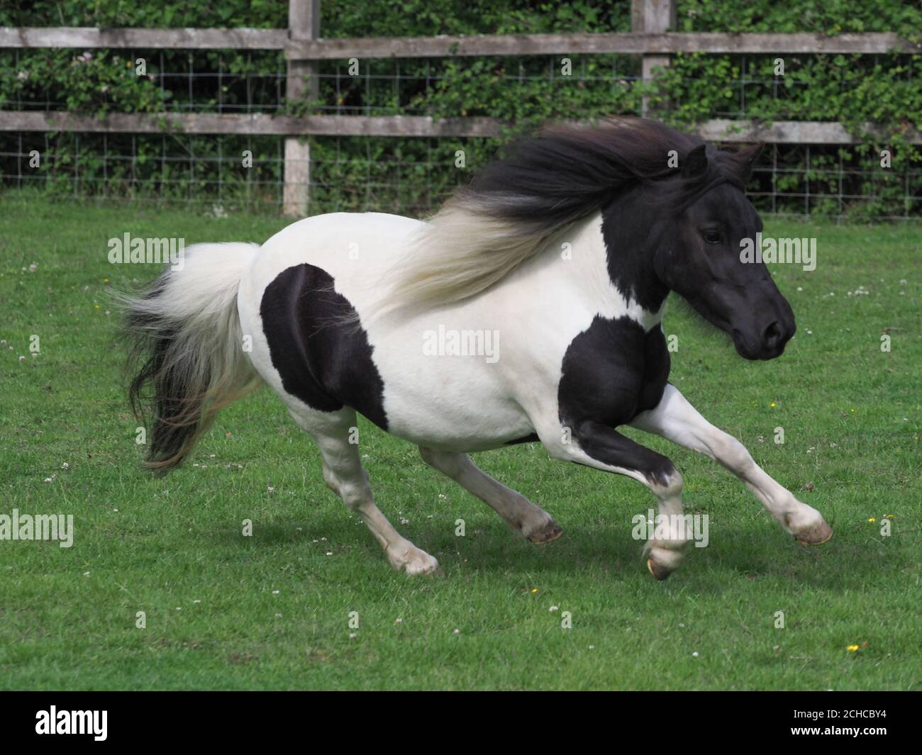 A piebald miniature Shetland pony gallops through a paddock. Stock Photo