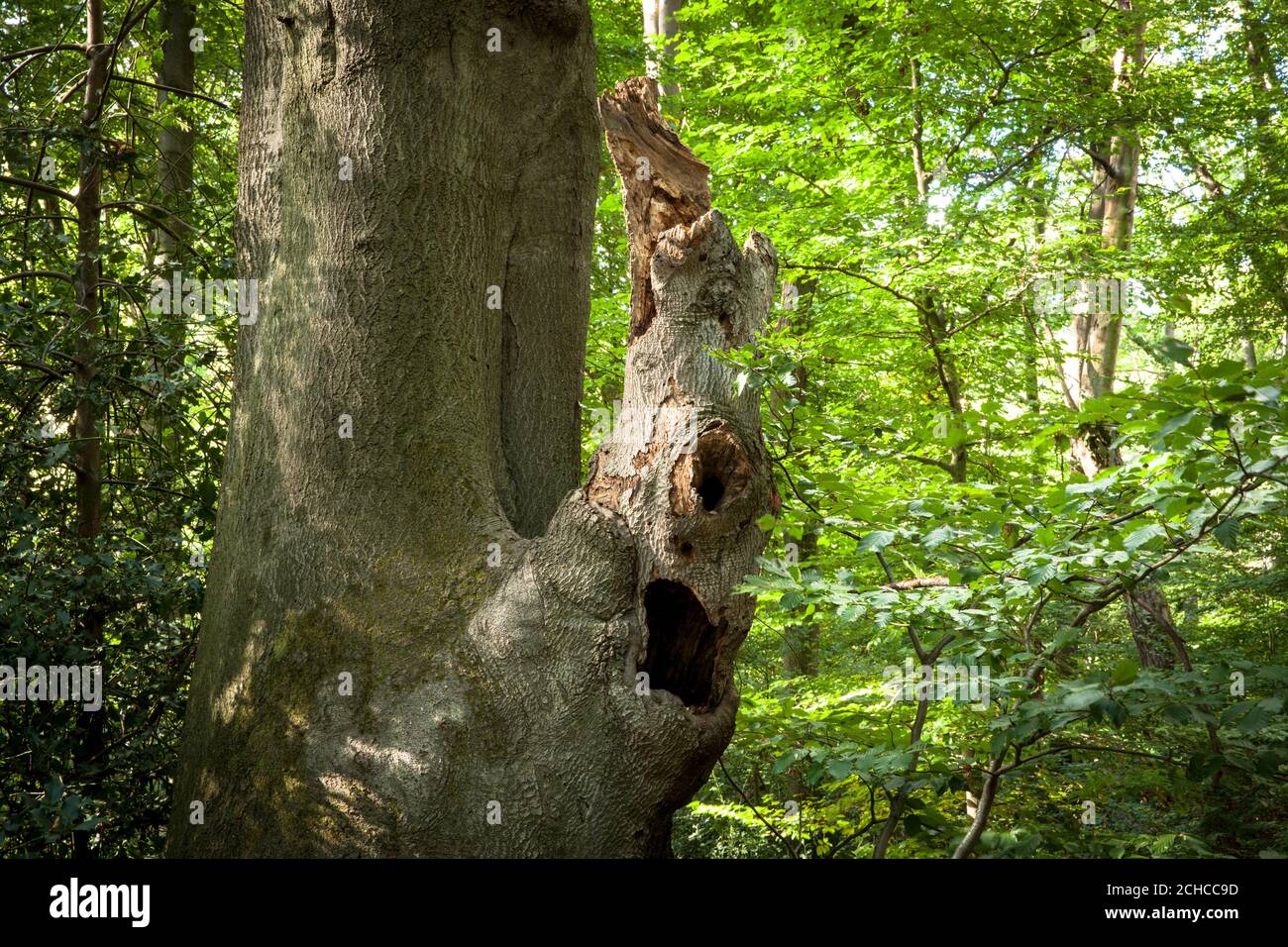 old beech with broken trunk near the Waldau in the Kottenforst, Bonn, North Rhine-Westphalia, Germany.  alte Buche mit abgebrochenem Stamm nahe der Wa Stock Photo