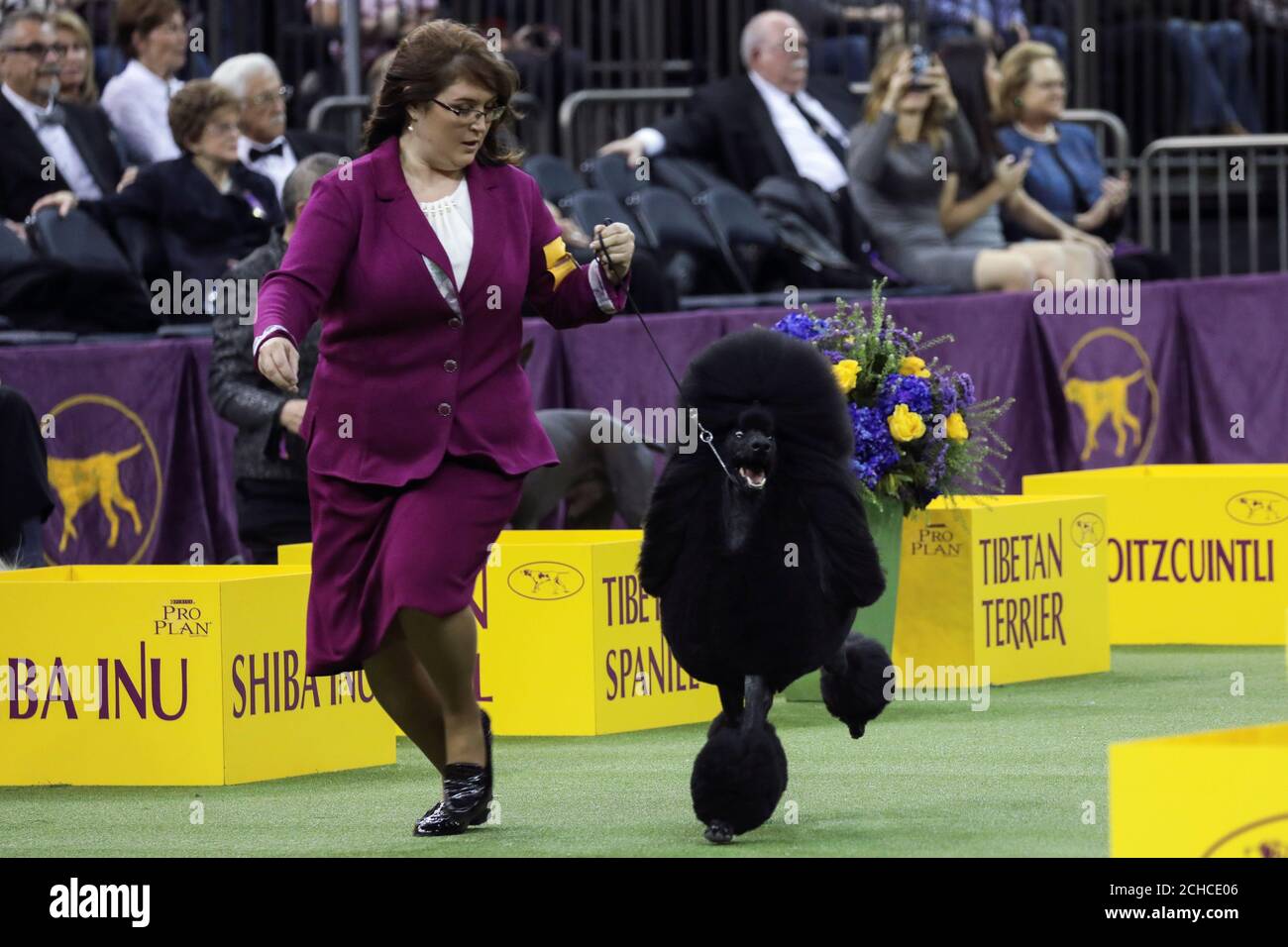 herding group westminster 2019