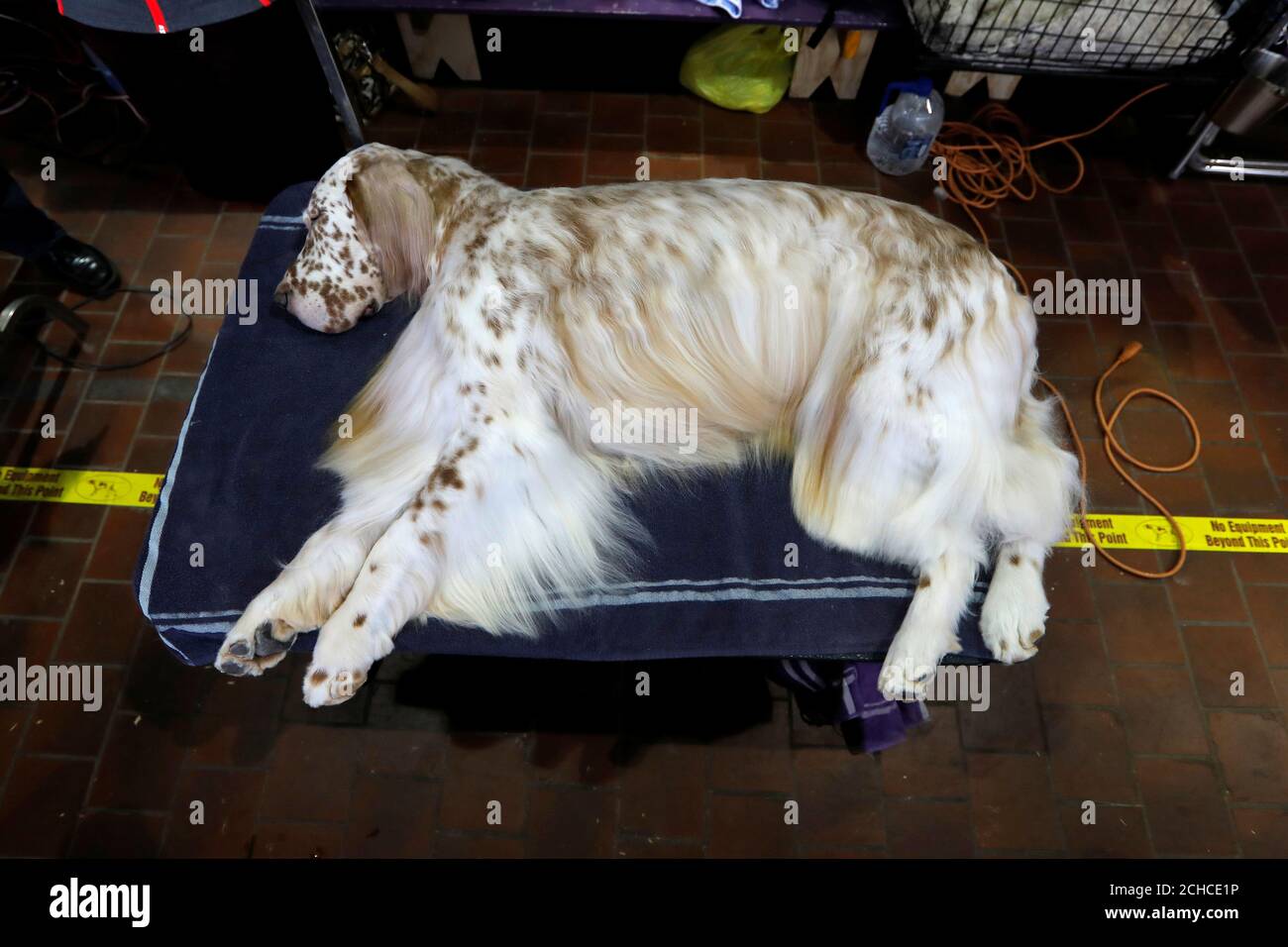Travis, an English Setter from Maryland naps in the benching area at the  143rd Westminster Kennel
