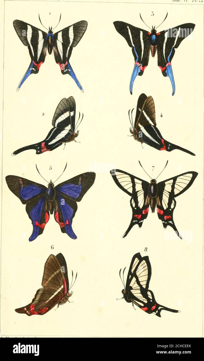 . Annales de la Société entomologique de France . ), &lt;),io, 11, (! {ii/&lt;ii)i/ini/&lt;) , /mp .• ./&lt;■ /•«///&lt; .in/i. lU la Soc. Kiitomoày&lt;fiijiue de Aru/ice- Tom II. PI ,i. E.Jiianrha/tf pinj f • iu4/. Putm^nil ^rca/p. 1,2 F. r  ci 11 a f.icar.nr ■ ô, 4 . K Tliia . O, (). l)|()lI M a /fl*v//^/7/*- , (S. AOOll la ^orij-sot • /mp. de /■„//,„„ Ann-.Ji! lu Soc■ Kntomoloi/ii/ue de france Tom . n. Pi ,.-, Stock Photo