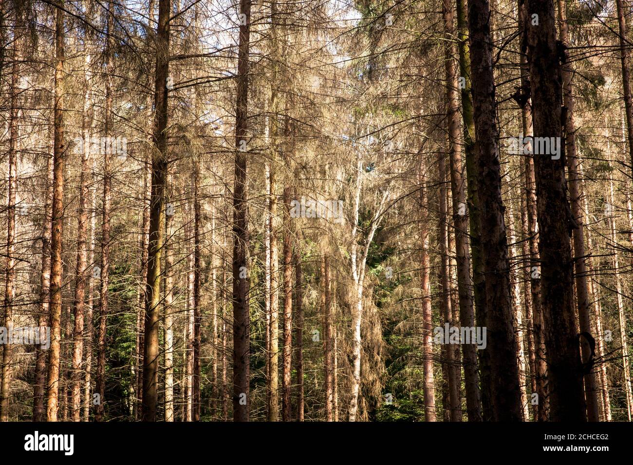 spruces, dead due to drought and the bark beetle in the Kottenforest near Bonn, North Rhine-Westphalia, Germany.  wegen Wassermangel und Borkenkaefer Stock Photo