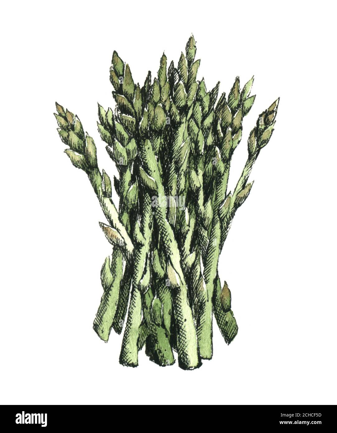 Handdrawn watercolor image of asparagus. JPEG only Stock Photo Alamy