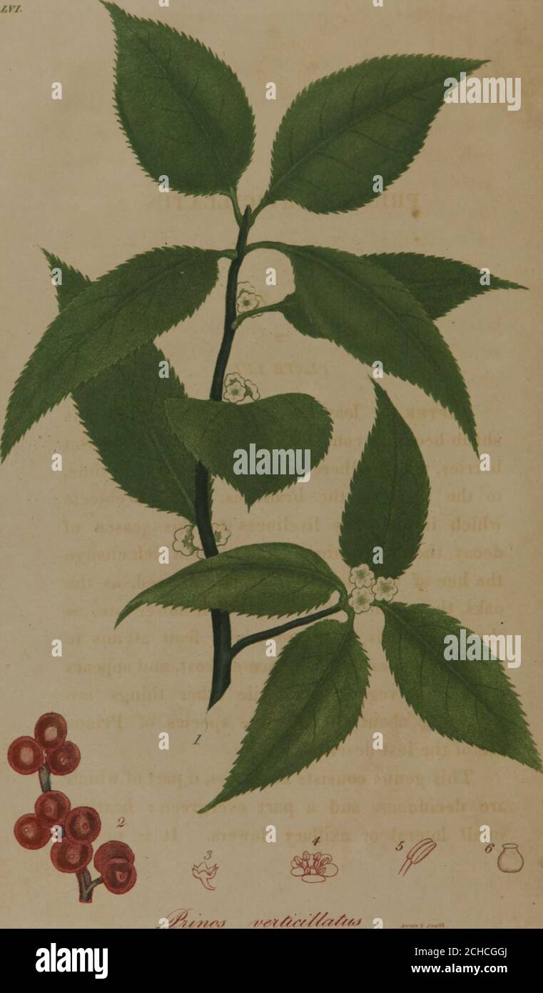 . American medical botany: being a collection of the native medicinal plants of the United States, containing their botanical history and chemical analysis, and properties and uses in medicine, diet and the arts, with coloured engravings (Volume 3) . heirweight and size, becoming spongy and friable. The Nymphasa alba of Europe, which appearsperfectly similar in its qualities to the Americanplant, was celebrated by the ancients, [JVo/e C.Jas an antaphrodisiac. and as a remedy in dysen-tery and some other morbid discharges. To the19 140 NYMPHiEA ODORATA. latter purpose its astringency might, in Stock Photo