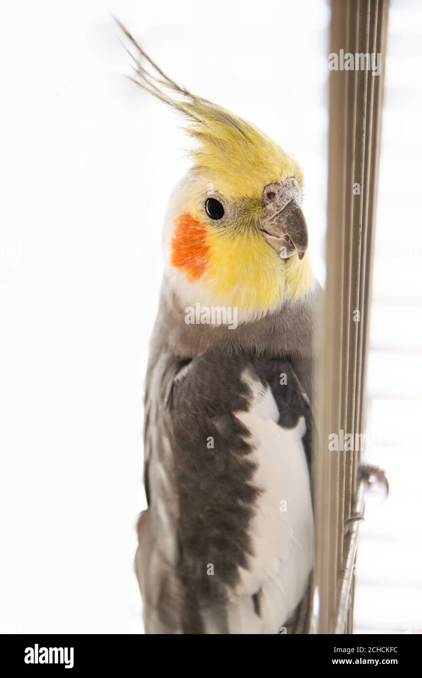 Grey cockatiel on white background Stock Photo - Alamy